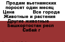 Продам вьетнамских поросят,один месяц › Цена ­ 3 000 - Все города Животные и растения » Другие животные   . Башкортостан респ.,Сибай г.